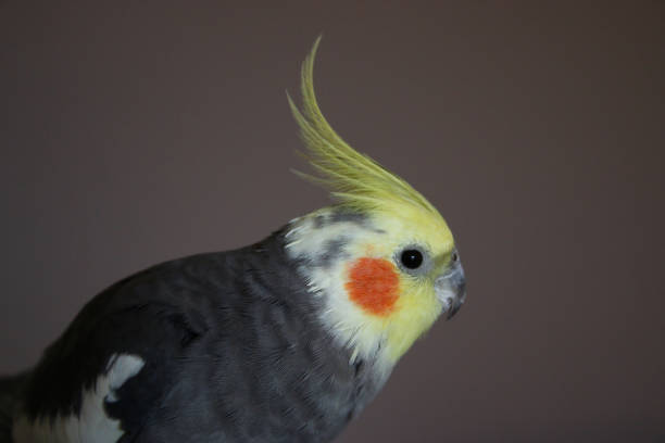 istock Cockatiel Nymphicus hollandicus portrait 1094761732