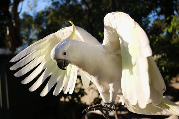 istock The Sulphur-crested Cockatoo (Cacatua galerita) wing portrait 1094764458