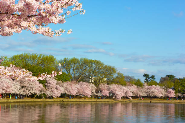 istock Cherry blossom abundance around Tidal Basin on early morning. 1094765722