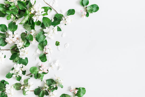 istock Flowers composition. Apple tree flowers on pastel gray background. Spring concept. Flat lay, top view, copy space 1094776764