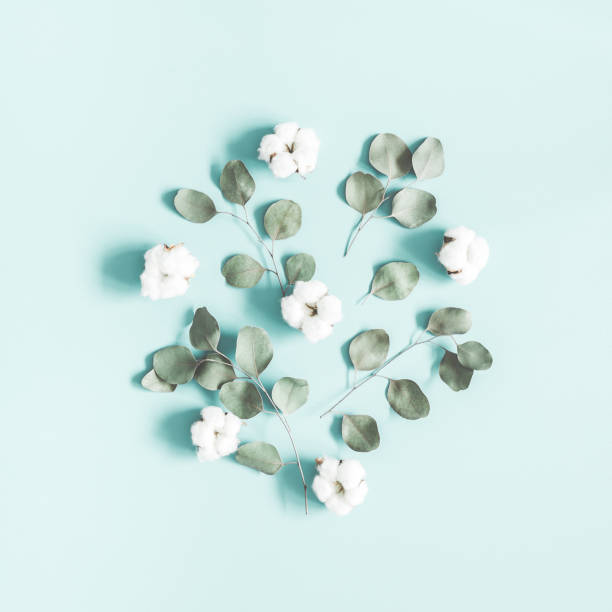 istock Flowers composition. Eucalyptus leaves and cotton flowers on pastel mint background. Flat lay, top view, square 1094776948