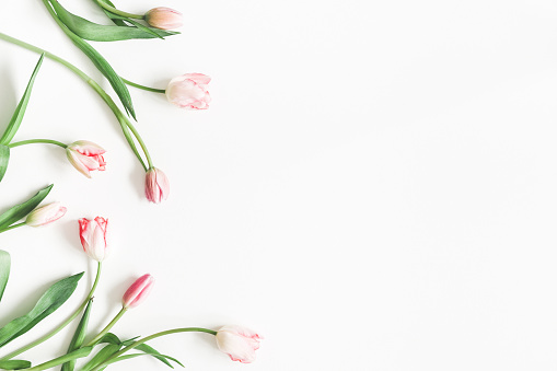 Flowers composition. Pink tulip flowers on white background. Valentine's day, Mother's day concept. Flat lay, top view, copy space