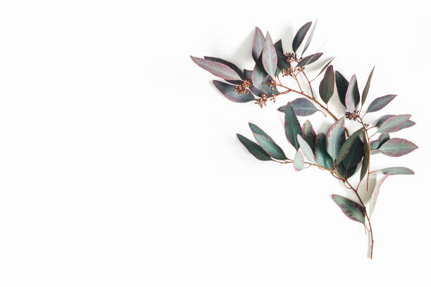 istock Eucalyptus leaves on white background. Flat lay, top view, copy space 1094778302
