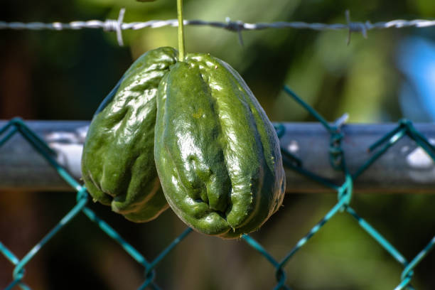Chayote (Mirliton Squash) a pear shaped vegetable Chayote (Mirliton Squash) a pear shaped vegetable known in Jamaica as ChoCho, hanging from vine in the countryside. Christophine stock pictures, royalty-free photos & images