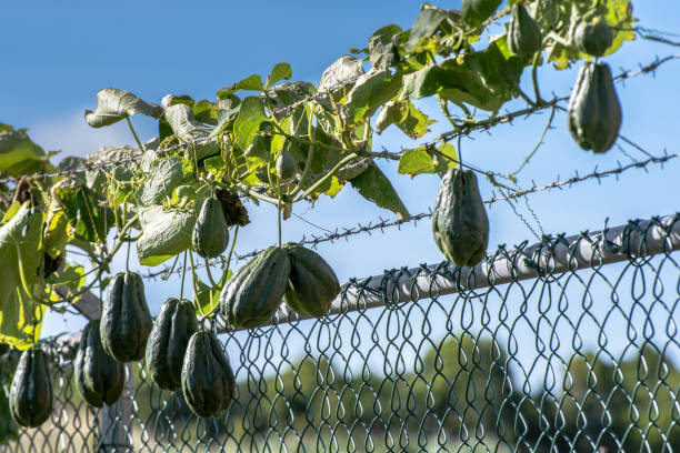 Chayote (Mirliton Squash) a pear shaped vegetable Chayote (Mirliton Squash) a pear shaped vegetable known in Jamaica as ChoCho, hanging from vine in the countryside. Christophine stock pictures, royalty-free photos & images