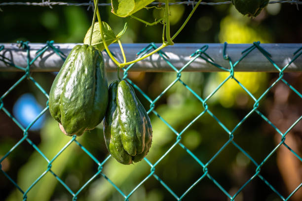 chuchu (mirliton squash) uma pera em forma de vegetal - christophine - fotografias e filmes do acervo