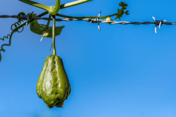 Chayote (Mirliton Squash) a pear shaped vegetable Chayote (Mirliton Squash) a pear shaped vegetable known in Jamaica as ChoCho, hanging from vine in the countryside. Christophine stock pictures, royalty-free photos & images