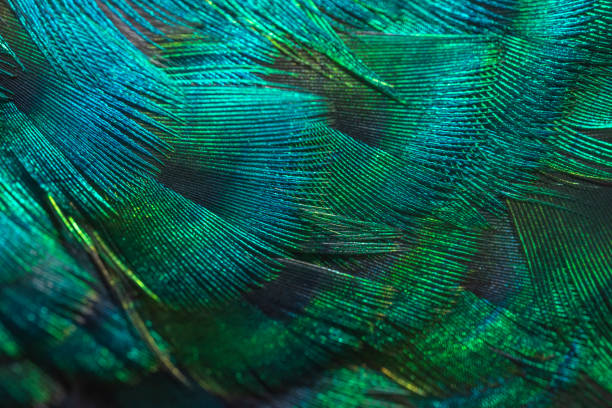 istock Closeup peacock feathers ,Indian peafowl 1094782876
