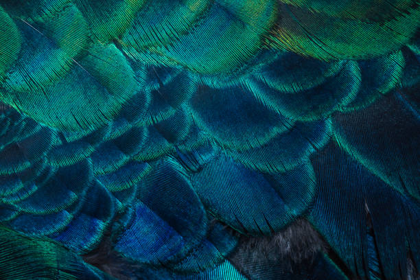 istock Closeup peacock feathers ,Indian peafowl 1094782888