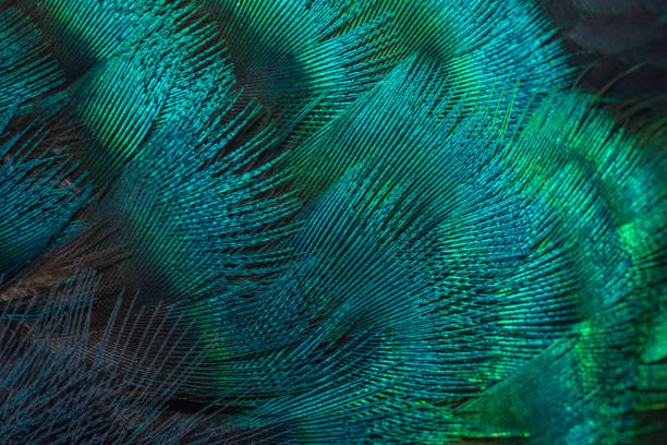 istock Closeup peacock feathers ,Indian peafowl 1094782892