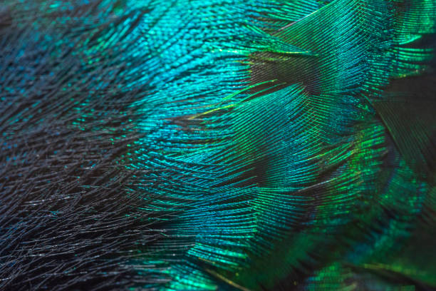 istock Closeup peacock feathers ,Indian peafowl 1094782898