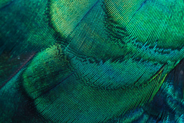 istock Closeup peacock feathers ,Indian peafowl 1094782908