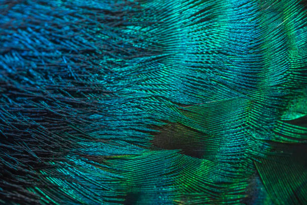 istock Closeup peacock feathers ,Indian peafowl 1094782912