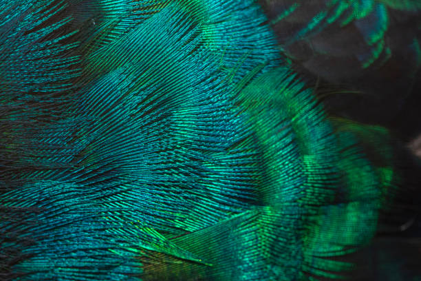 istock Closeup peacock feathers ,Indian peafowl 1094782918