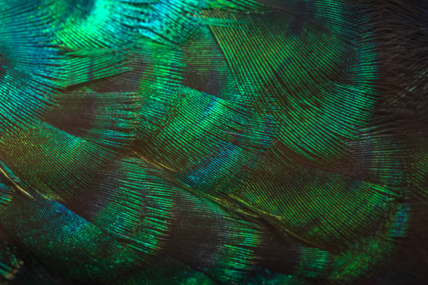 istock Closeup peacock feathers ,Indian peafowl 1094782948