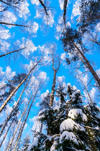 Landscape in the winter forest. The tops of the trees are covered with frosty frost against a blue sky. Landscape in the winter forest. The tops of the trees are covered with frosty frost against a blue sky.Trees reach for the sky. рождество stock pictures, royalty-free photos & images