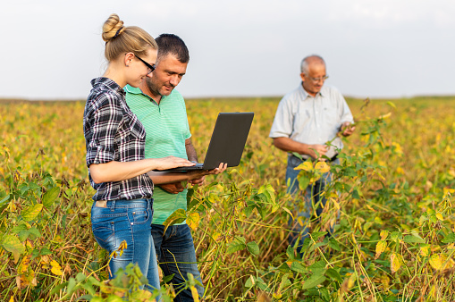 Group of farmers with laptop standing in a field examining soybean crop.