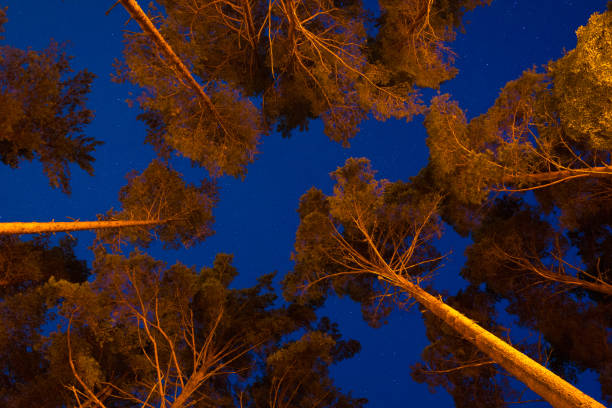 istock Mysterious pine woodland at night 1094794666