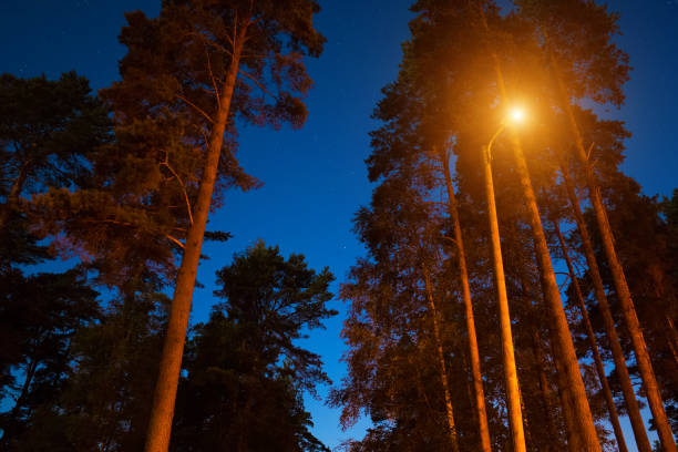istock Mysterious pine woodland at night 1094794686