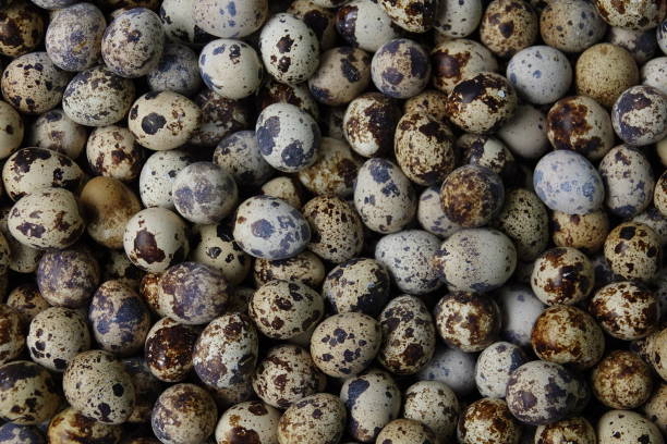 istock frame of spotted quail egg looks like little universe 1094803670