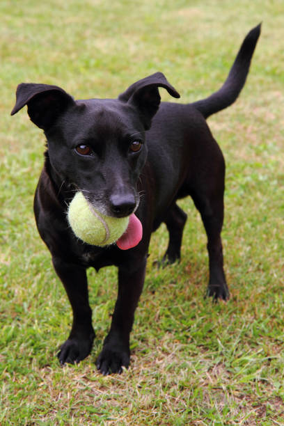 istock black dog as tennis player 1094803764