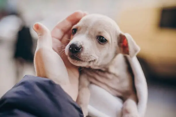 Photo of Cute little staff terrier puppy in cozy warm blanket in autumn park. Hand hugging scared homeless beige puppy in city street. Adoption concept. Dog shelter.