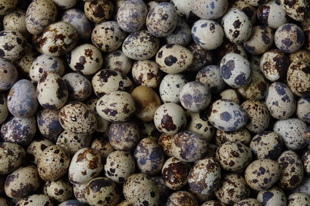 istock frame of spotted quail egg looks like little universe 1094806300