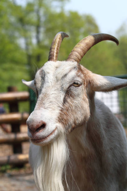 istock brown head of goat 1094806500