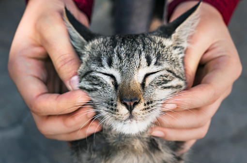 Woman playing with a stray cat