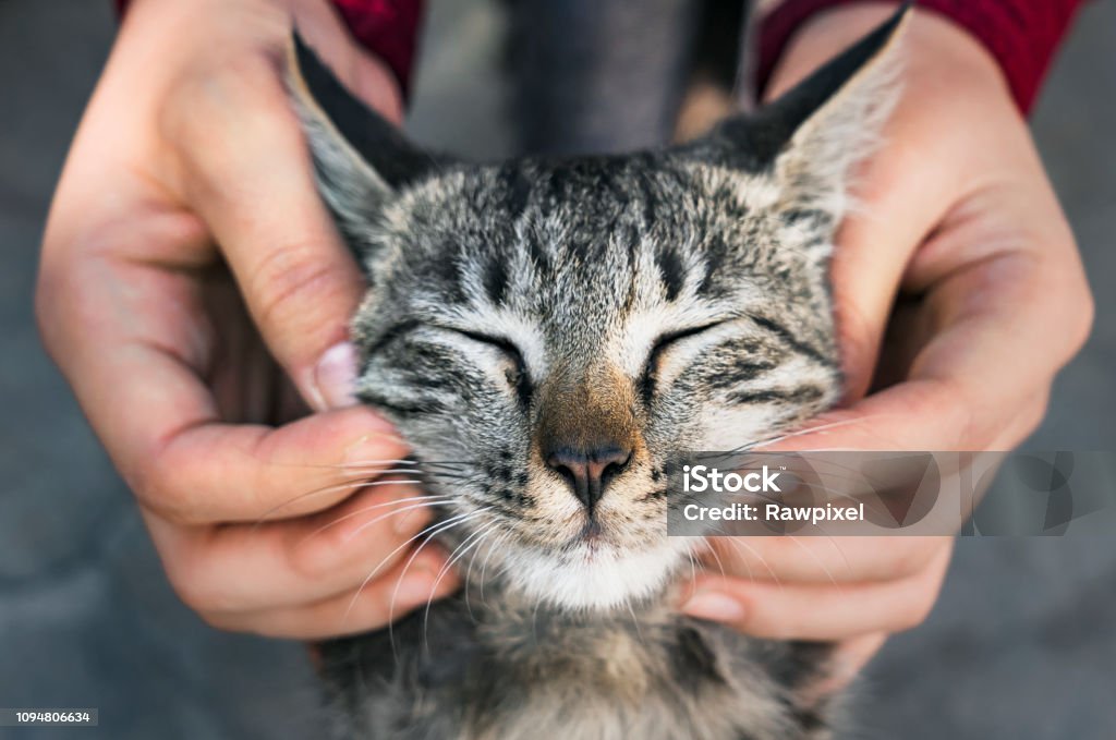 Woman playing with a stray cat Domestic Cat Stock Photo