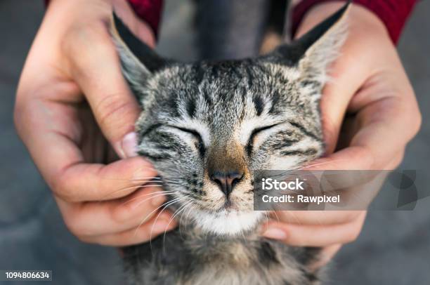 Woman Playing With A Stray Cat Stock Photo - Download Image Now - Domestic Cat, Stroking, Happiness
