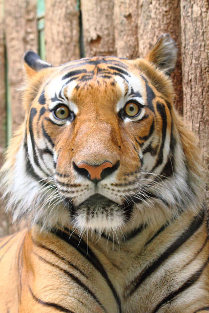 istock head of tiger 1094806946