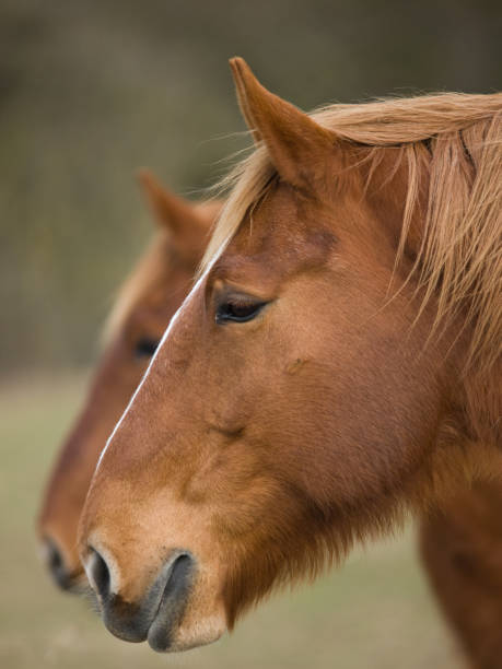 istock Horse Head Shot 1094807348
