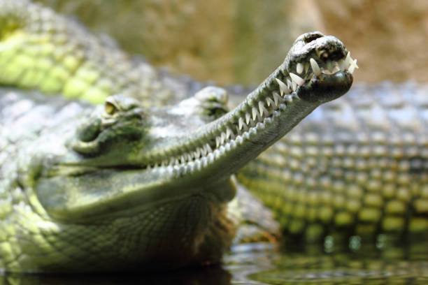 istock detail of alligator head 1094807522