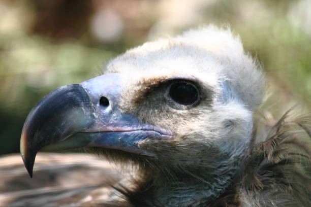 istock head of vulture 1094807524