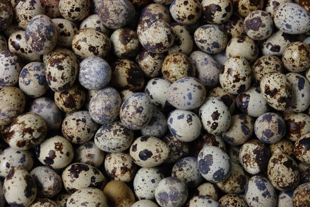 istock frame of spotted quail egg looks like little universe 1094808840