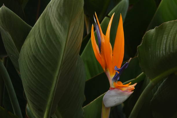 istock bird of paradise flower on green leaf background 1094809054