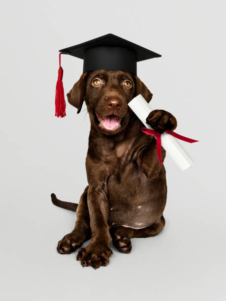 istock Cute chocolate Labrador Retriever in a graduation cap and holding a certificate roll 1094809062