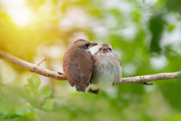 Fledgling bulbul sibling birds perching side by side with mouth opened looking at photography .