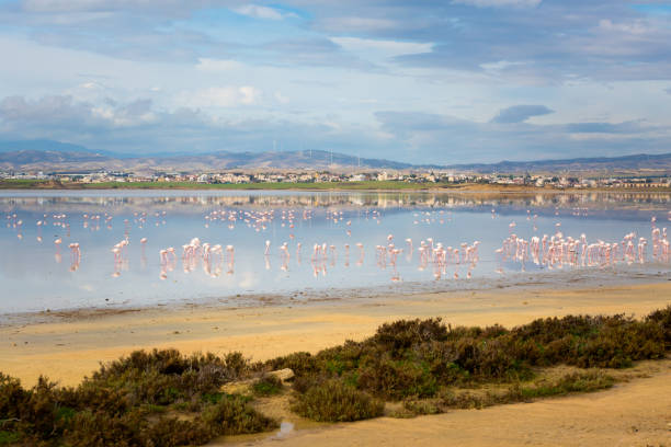 istock Salt Lake with flamingos Larnaca 1094812056