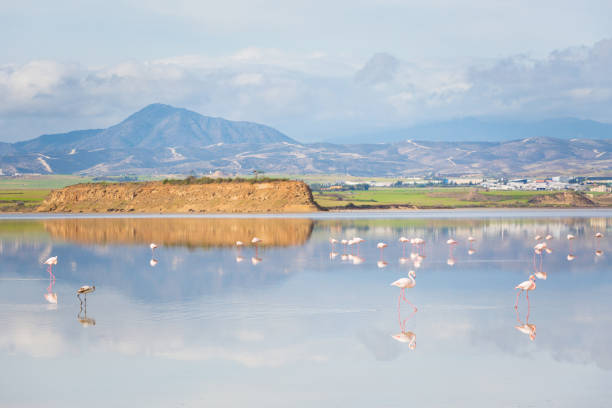 istock Salt Lake with flamingos Larnaca 1094812638