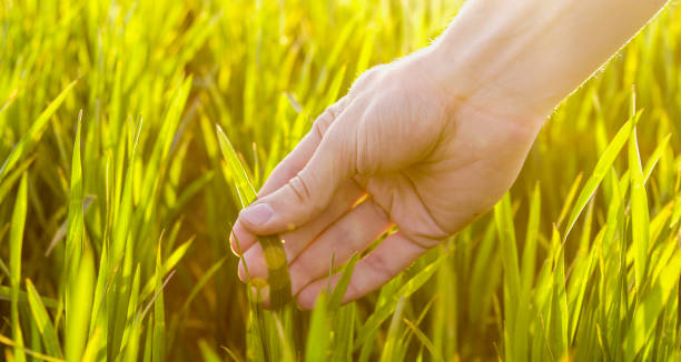 istock Hand of farmer touching crops in field 1094813362