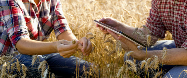 primo tempo di donna e uomo seduti sul campo - seed human hand wheat cereal plant foto e immagini stock