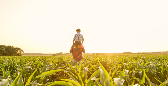 Father carrying his son on shoulders on corn field