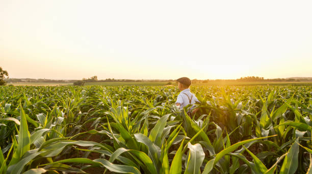 istock View of boy on corn field 1094813960