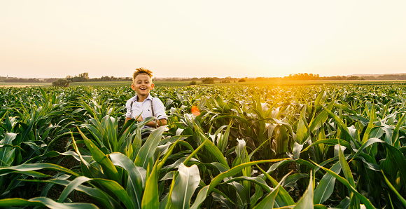 View of happy boy on corn field at sunset
