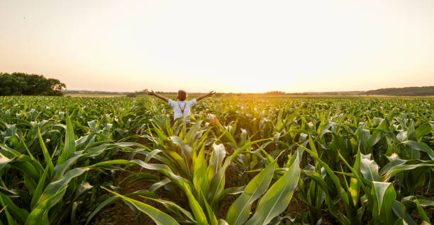 istock View of boy on corn field 1094814058