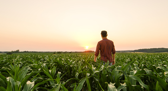 View on man standing on corn field at sunset