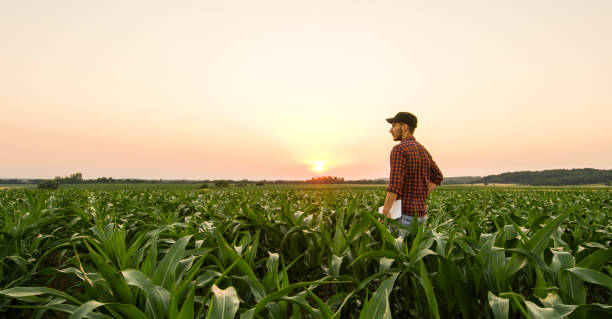 View on man on corn field View on man standing on corn field at sunset farmer stock pictures, royalty-free photos & images
