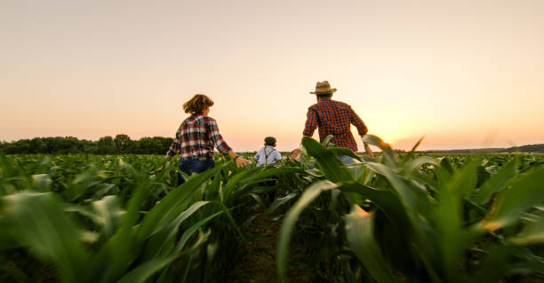 istock Rear view of family on corn field 1094815168